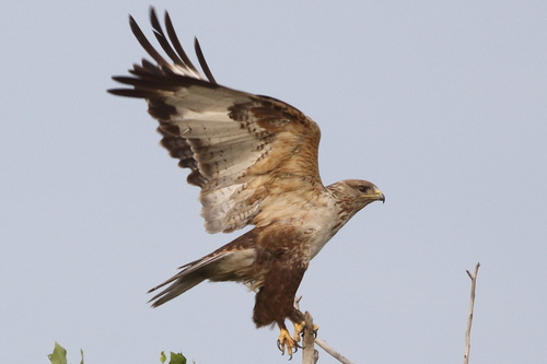 Upland Buzzard