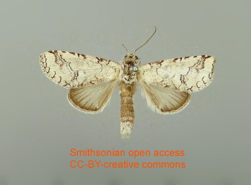 Sericochroa nitida