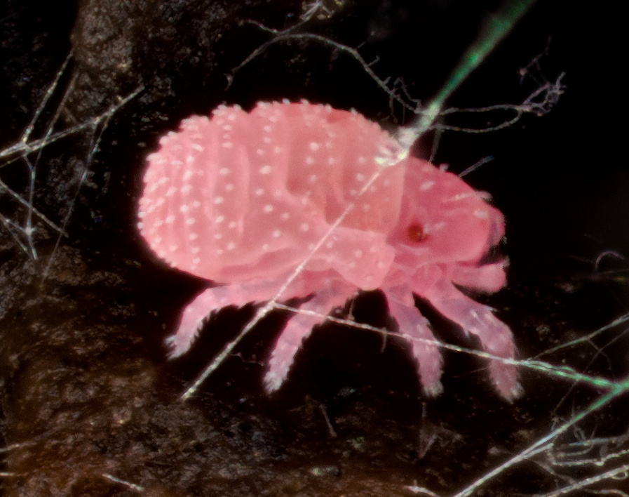Alycidae