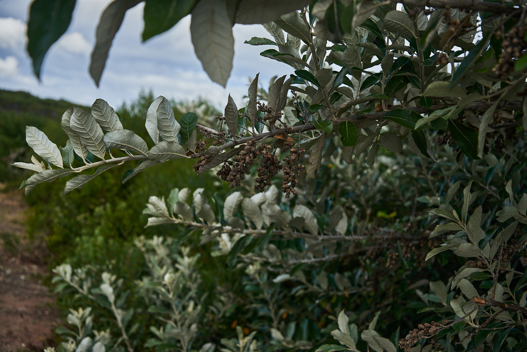 Imagem de Sombra-de-touro