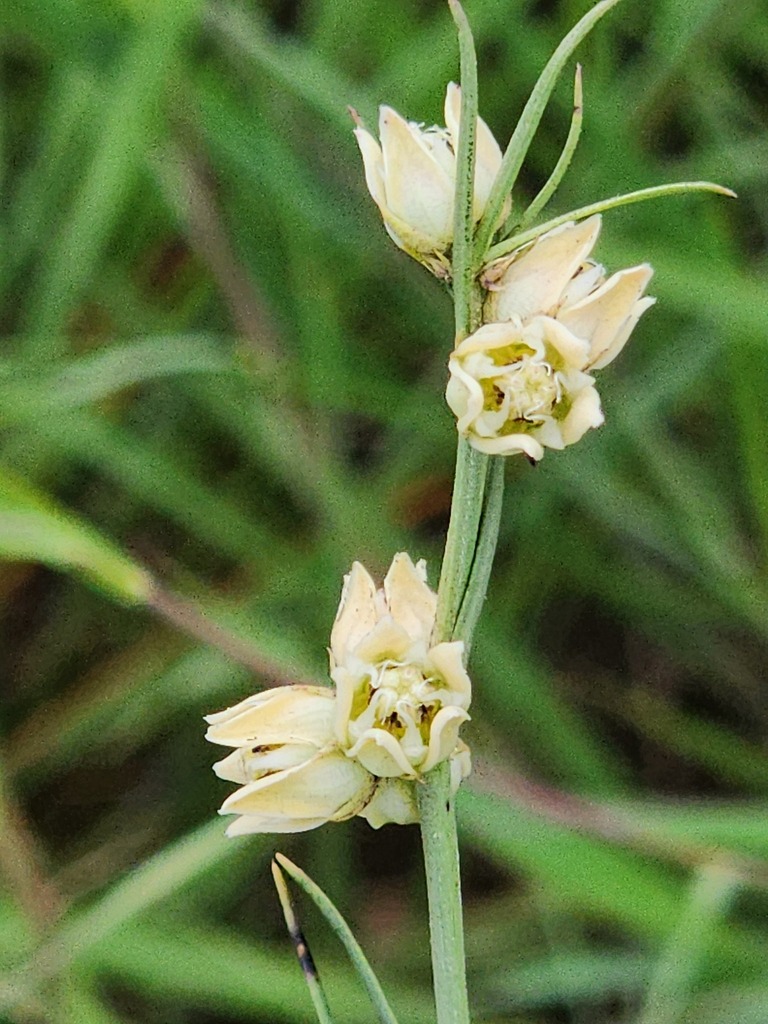 Aspidoglossum restioides