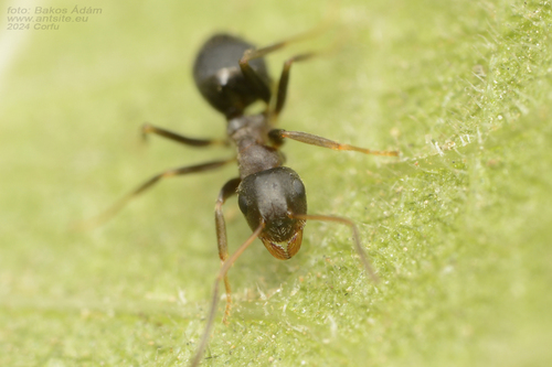Lasius illyricusLasius illyricus