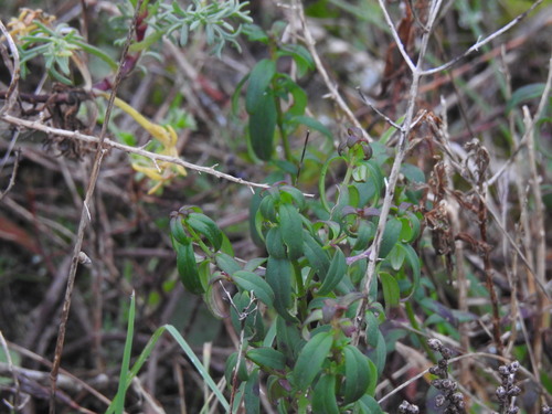 Antirrhinum cirrhigerum, photograph 1