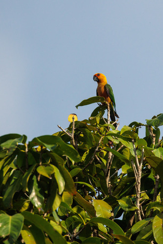 Jandaya Parakeet (Aratinga jandaya), photo 5