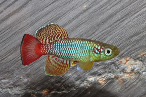 Nothobranchius guentheri