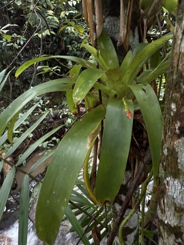 Foto de Barba-de-velho