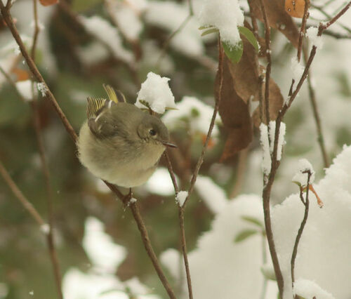 Ruby-crowned Kinglet photographed in Arkansas