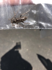 Elaphidion mucronatum