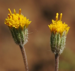 Erigeron bloomeri bloomeri