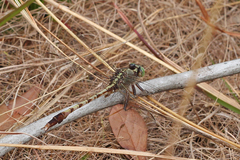 Arigomphus pallidus