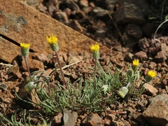 Erigeron bloomeri bloomeri