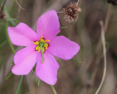 Sabatia grandiflora