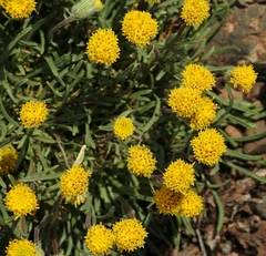 Erigeron bloomeri bloomeri