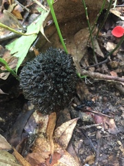Strobilomyces strobilaceus image