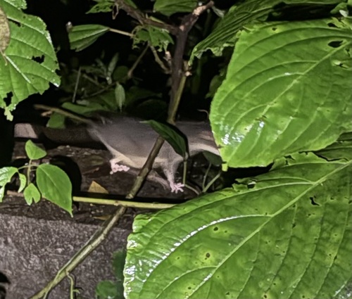 Dark Four-eyed Opossum