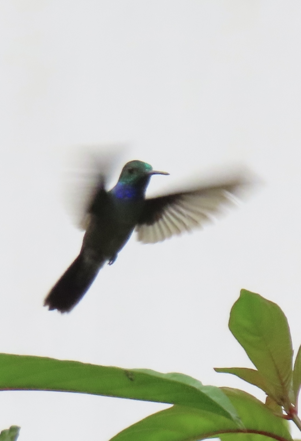 Blue-chested Hummingbird (Polyerata amabilis), photo 7