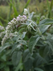 Mentha × rotundifolia