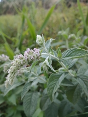 Mentha × rotundifolia