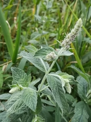 Mentha × rotundifolia