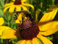 Andrena rudbeckiae