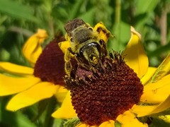 Andrena rudbeckiae