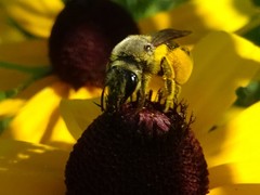 Andrena rudbeckiae