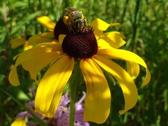 Andrena rudbeckiae