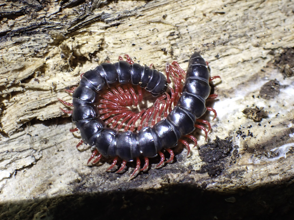 Small Grey Millipedes