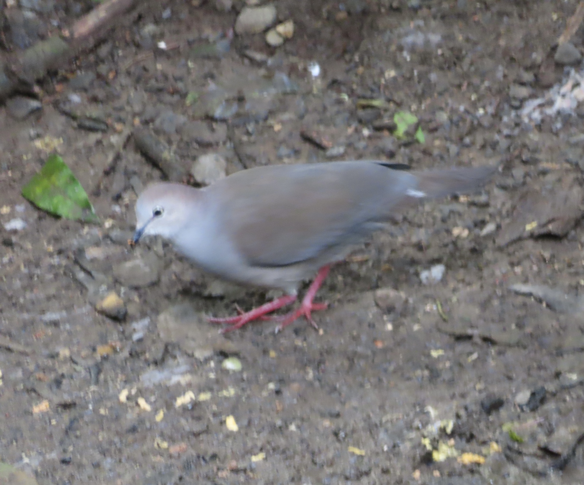 Grey-chested Dove (Leptotila cassinii), photo 7