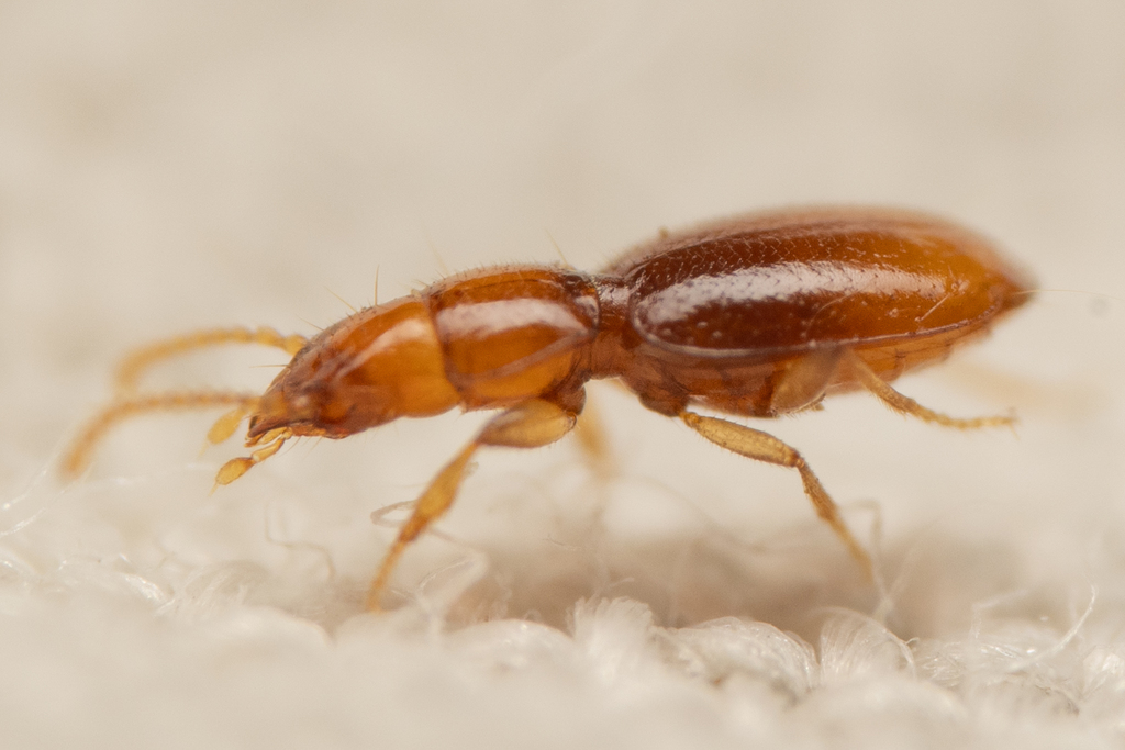 Zapotecanillus