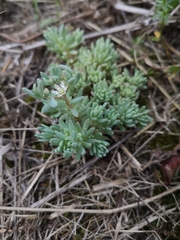 Sedum