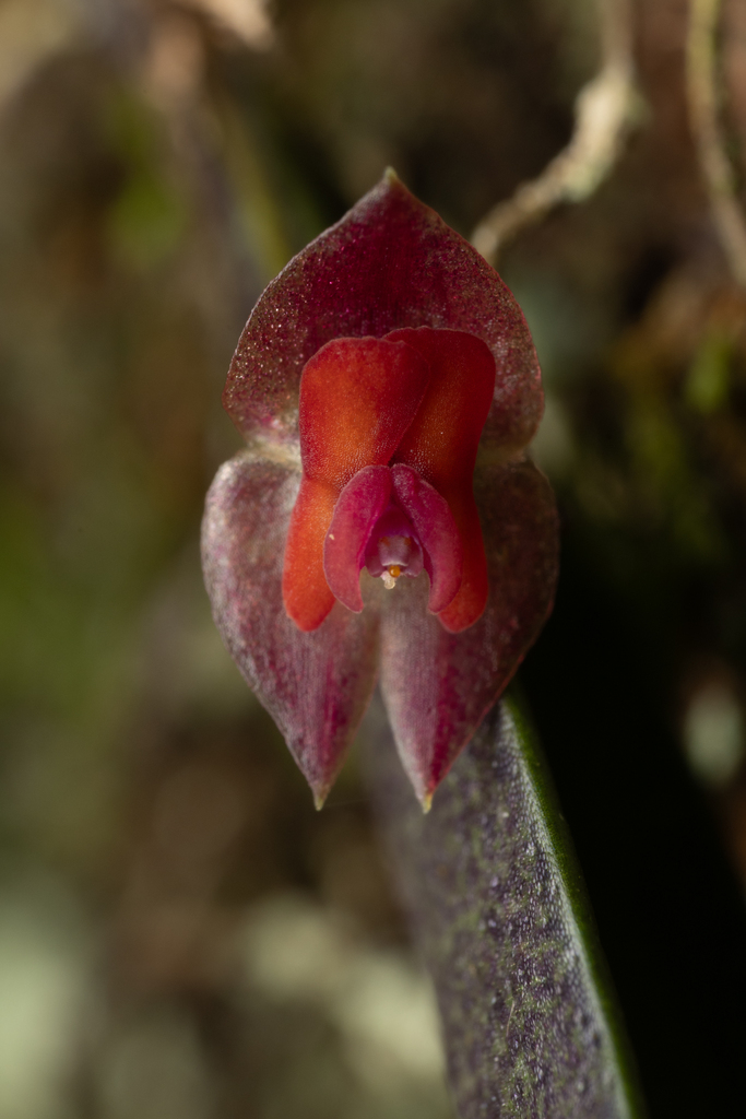 Lepanthes brachystele