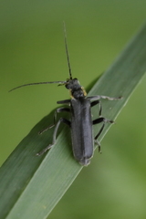 Cantharis obscura