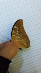 Mesoprepona pheridamas