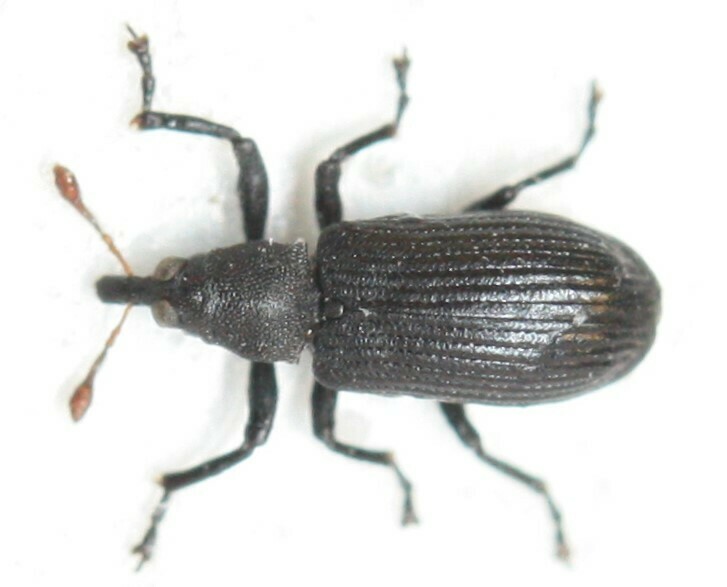 Magdalis Rufa Magdalis ruficornis from Любучаны, Московская обл., Россия, 142380 on ...