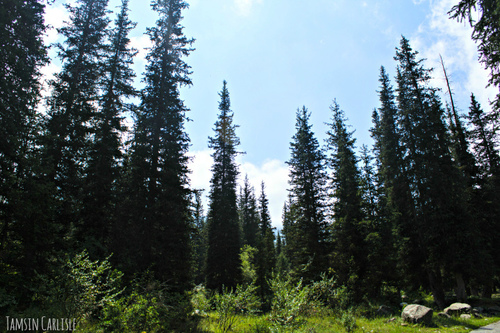 Schrenk's spruce