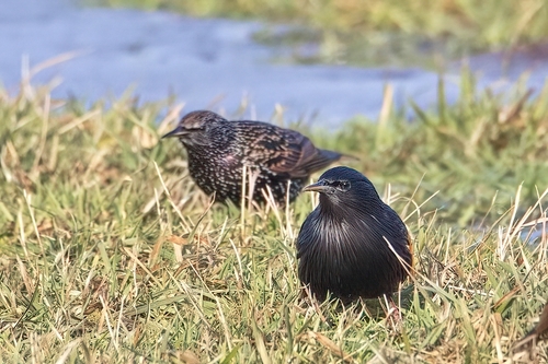 Spotless Starling, 43-109 Tychy, Polska, photo 5 of 10