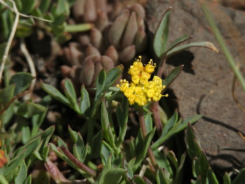 Greenman's biscuitroot (Lomatium greenmanii)