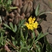 Lomatium greenmanii - Photo (c) David Greenberger, algunos derechos reservados (CC BY-NC-ND), subido por David Greenberger