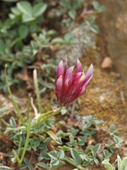 Trifolium longipes multipedunculatum