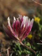 Trifolium longipes multipedunculatum