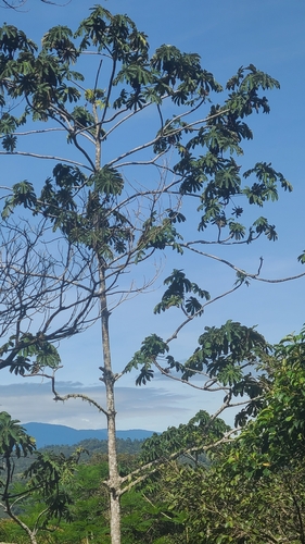 Foto de Embaúba