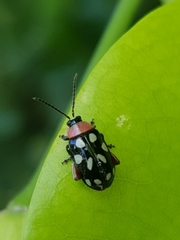Omophoita simulans