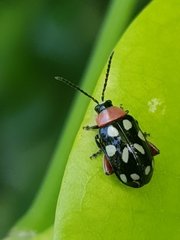 Omophoita simulans