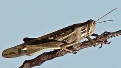 Schistocerca cancellata