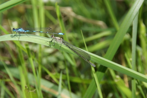 Variable Bluet, 8395 Steggerda, Nederland, photo 7 of 10