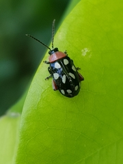 Omophoita simulans