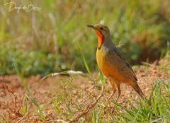 Macronyx capensis capensis