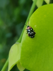 Omophoita simulans