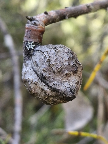 Image of Hakea lissosperma by (c) ronavery, some rights reserved (CC BY)